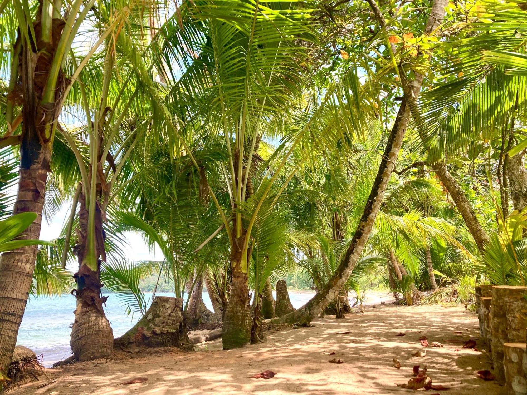 Drago Beach House - Private Beach بوكا ديل دراجو المظهر الخارجي الصورة